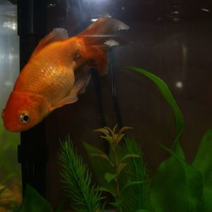 Meet your Posher, Liam